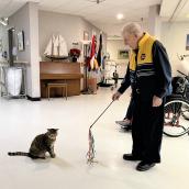 Poppy the cat and a resident playing together with a string toy