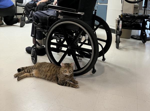 Poppy the cat laying on the ground beside a resident in a wheelchair