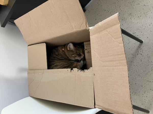 Poppy the cat sleeping in a cardboard box