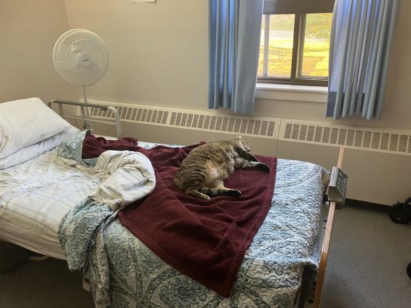 Poppy the cat laying on the resident's bed