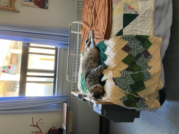 Poppy the cat laying on a resident's bed